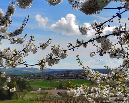 042 Coulanges-la-Vineuse
