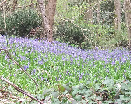 Jacinthes sauvages, bois de la Chapelle-Sainte-Anne Jacinthes sauvages, bois de la Chapelle-Sainte-Anne