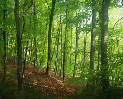 Forêt de Compiègne Forêt de Compiègne