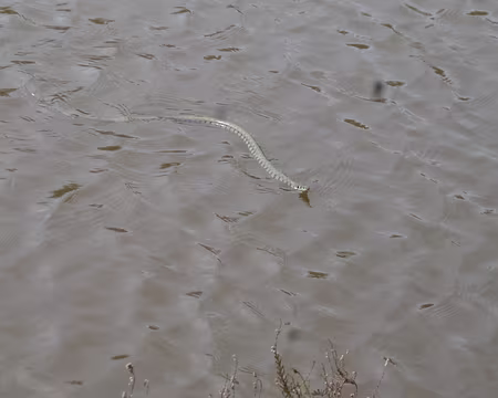 P1060971 Couleuvre à collier