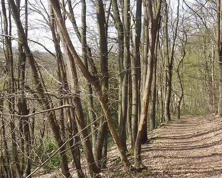 Le cul du cerf (sic) Le cul du cerf (sic)