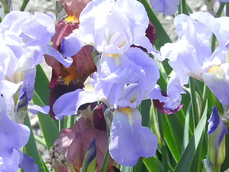 Alexine Alexine H, détail sortie