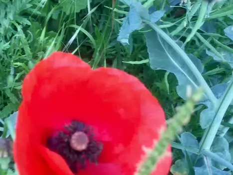 Florence Florence LP, détail sortie