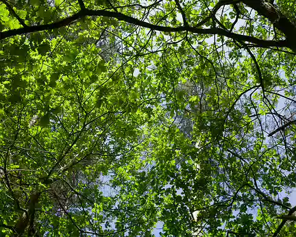 2018_05_19-12_13_29 Chênes en forêt de Chantilly