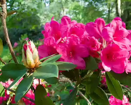 2018_05_19-17_49_15 Rdododendrons