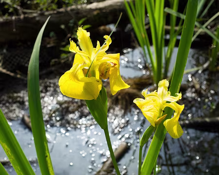 2018_05_20-09_50_53 Iris