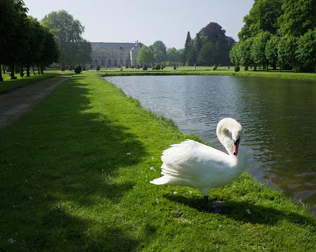 2018_05_20-10_52_22 Cygne vindicatif