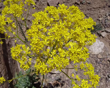 DSC05978 Pastel des teinturiers