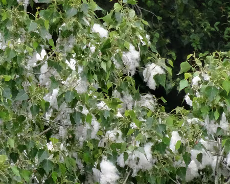 DSC06019 Coton de peuplier