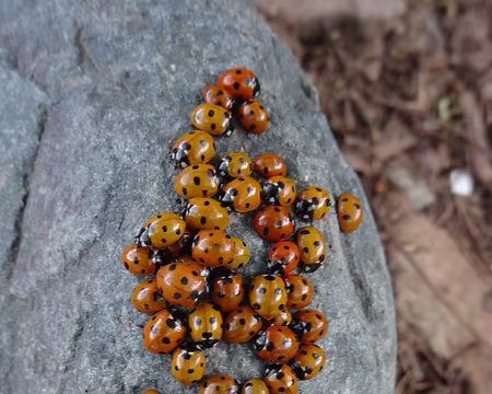 DSC06022 Rassemblement de coccinelles