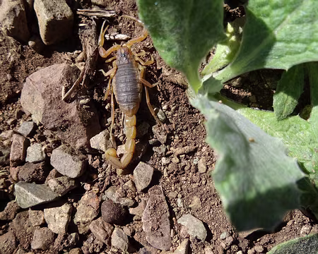 DSC06053 Petit scorpion