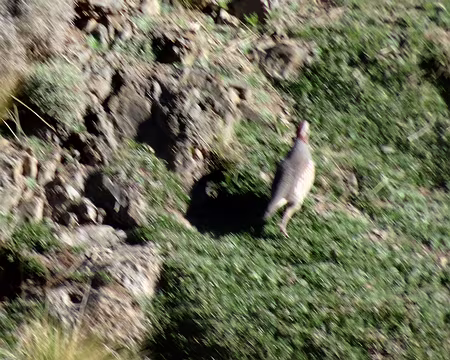 DSC06074 Peut etre une perdrix?