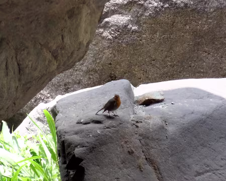 DSC06100 Rouge gorge