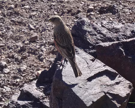 DSC06113 Accenteur alpin