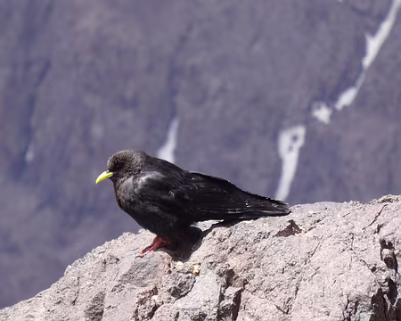 DSC06144 Chocard (A ne pas confondre avec le Chouca)