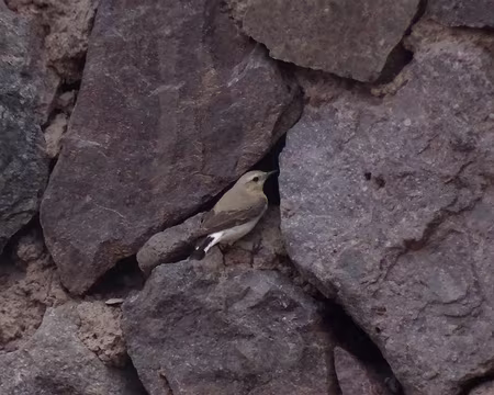 DSC06149 Traquet motteux