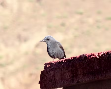 DSC06185 Fauvette des jardins