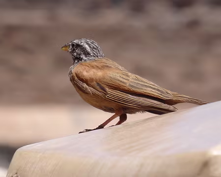 DSC06197 Bruant striolé