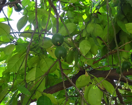 DSC06284 Pamplemoussier