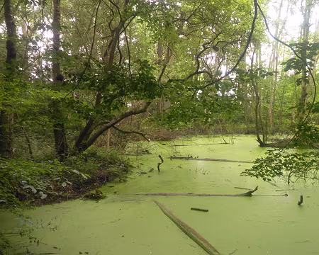 14 zone marécageuse.