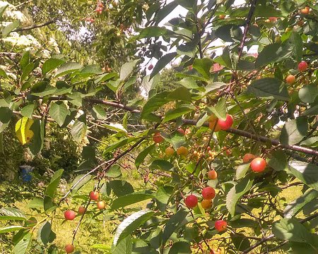 17 premières cerises