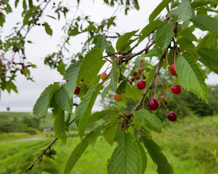 2018_06_16-10_24_48 Cerises