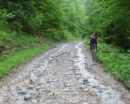 P1260329 Forêt détrempée après 15 jours de pluie et d'orages, chemin = ruisseau !