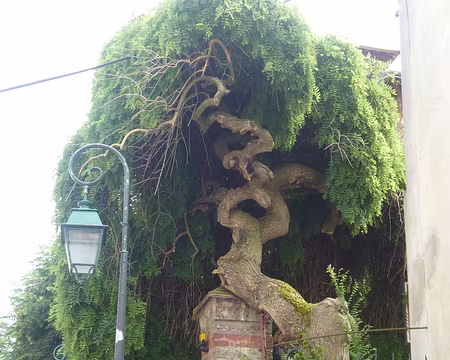 P1070699 Jolie balade proposée par Alfred. Merci