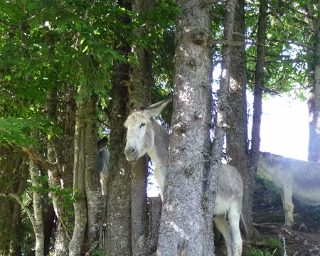 P1090065 Un âne regardant passer les randonneurs