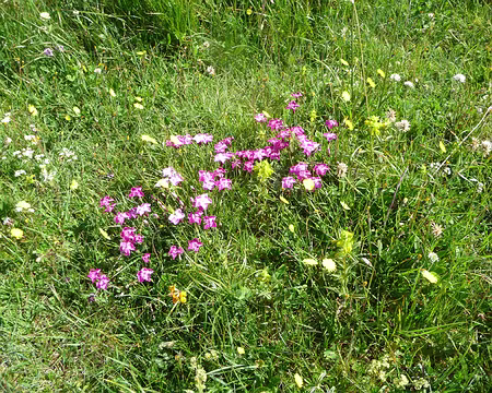 P1090106 Flore abondante, dont les oeillets de montagne, délicieusement parfumés