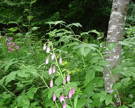 P1090140 Lys Martagon en majesté ...