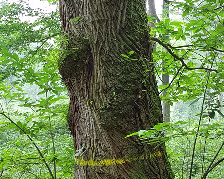 20180610_144813 Châtaignier remarquable