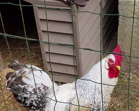 20180610_180935 Coq de la gare de Longpont