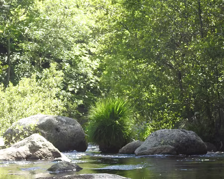 DSCN2072 Le Tarn en amont du Pont de Montvert