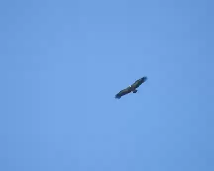 DSCN2378 Un vautour dans les Gorges de la Jonte