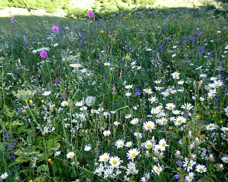 P1260401 Que de fleurs dans cette prairie !