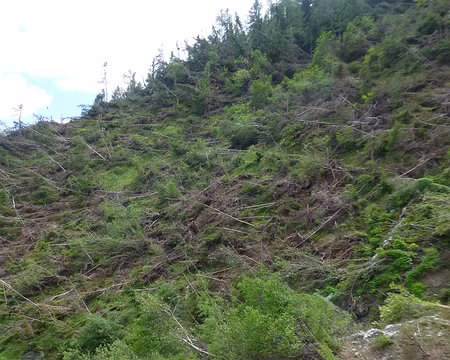 P1260501 Il faut juste traverser la forêt !