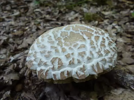 2018-07 Boutigny-sur-Essonne