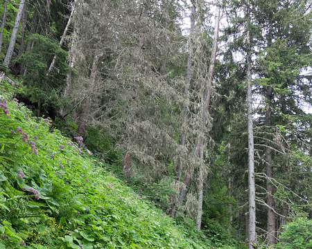 20180705-09h40m04s-DSC07331-V3 direction la jonction !