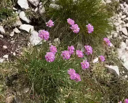 210_4V1A2288 Armérie des Alpes (Armeria alpina Willd., 1809)