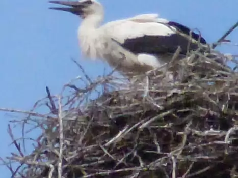 2018-07 Forêt Noire