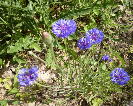 P1080007 Bleuets des champs