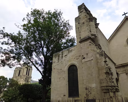 P1070884 Eglise St-Julien-le-Pauvre et le robinier, l'arbre le plus vieux de Paris