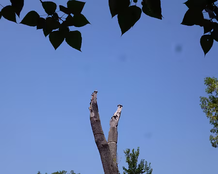 P1080085 Sculptures en haut d'un arbre mort