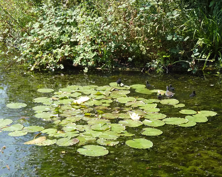 P1080087 Nénuphars et poules d'eau
