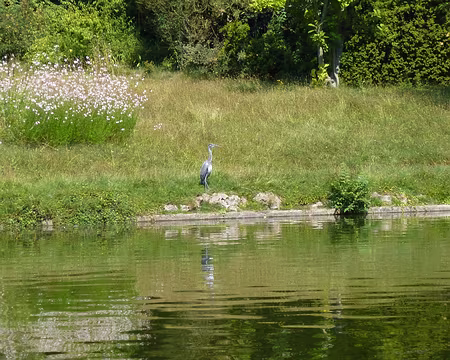 P1070911 Héron cendré