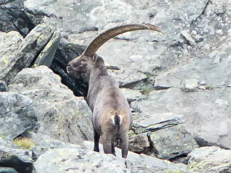 2018-08 Grand Paradis