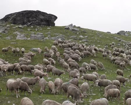 P8141890 près du lac de la Partie
