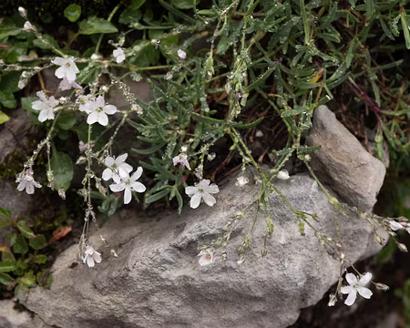 051_4V1A0280 Gypsophile rampante (Gypsophila repens L., 1753)