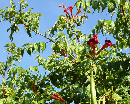 P1080567 Fleurs et fruits de bignone